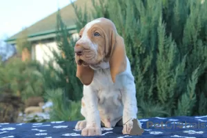 Photos supplémentaires: Chiots Bracco italiens