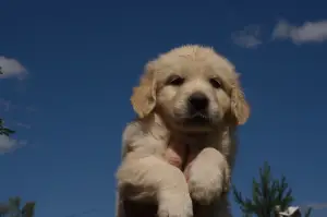 Photo №4. Je vais vendre golden retriever en ville de Veliky Novgorod. de la fourrière - prix - 716€