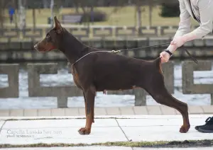 Photos supplémentaires: Chiots Doberman