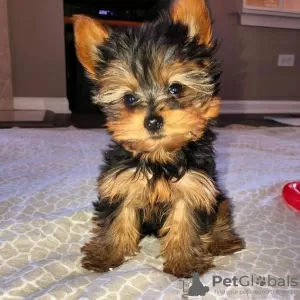 Photo №1. yorkshire terrier - à vendre en ville de Houston | 423€ | Annonce №15454