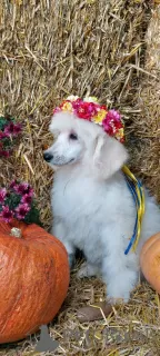 Photos supplémentaires: Chiots Caniche Royal à vendre