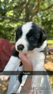 Photos supplémentaires: Chiots border collie