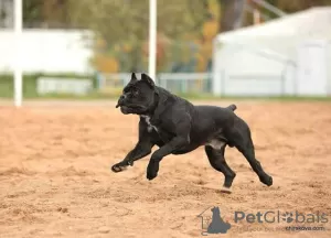 Photo №3. Chiots Cane Corso. Fédération de Russie