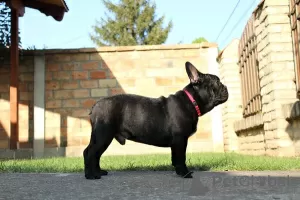 Photos supplémentaires: Chiots bouledogue français