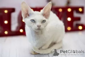 Photo №2 de l'annonce № 41545 de la vente devon rex - acheter à USA éleveur