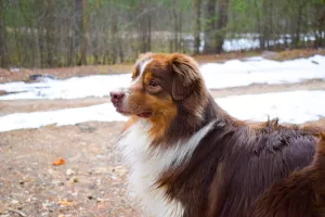 Photos supplémentaires: OFFERT POUR TRICOTER UN MÂLE DE CHIEN BERGER AUSTRALIEN!