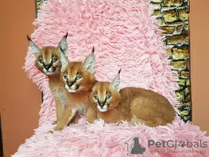 Photos supplémentaires: chatons caracal et caracat disponibles