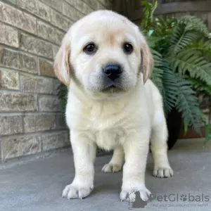 Photo №1. labrador retriever - à vendre en ville de São Paulo | 142€ | Annonce №45711