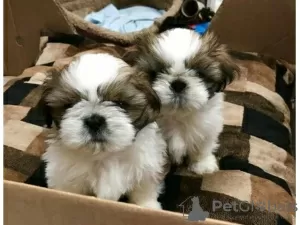 Photo №1. shih tzu - à vendre en ville de Auckland | 340€ | Annonce №56631