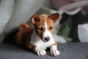 Photo №3. Chiots Basenji. Biélorussie