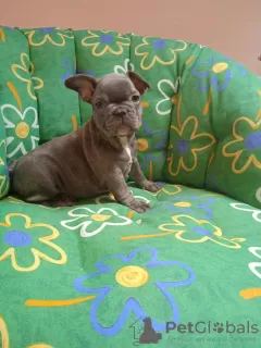 Photo №1. bouledogue - à vendre en ville de Bergen | 6€ | Annonce №77303