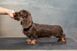 Photos supplémentaires: Chiot teckel miniature à poil dur