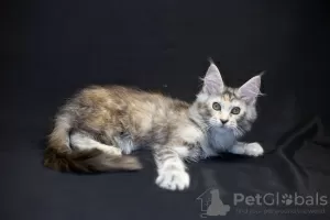 Photo №2 de l'annonce № 14273 de la vente maine coon - acheter à Ukraine de la fourrière