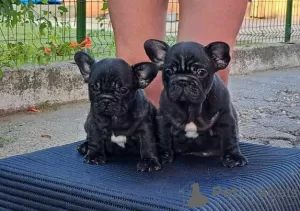 Photo №2 de l'annonce № 111929 de la vente bouledogue - acheter à Serbie éleveur