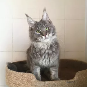 Photo №3. Le chaton Maine Coon est prêt à bouger. Fédération de Russie