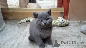 Photo №1. british shorthair - à vendre en ville de Berlin | 300€ | Annonce № 70408