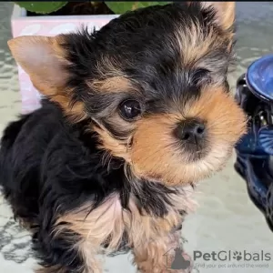 Photo №1. yorkshire terrier - à vendre en ville de Yorba Linda | négocié | Annonce №107704