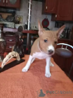 Photo №4. Je vais vendre basenji en ville de Бердичев. éleveur - prix - 1200€