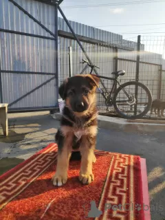 Photos supplémentaires: chiots berger allemand