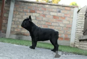 Photos supplémentaires: Chiots bouledogue français