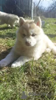 Photos supplémentaires: Chiots husky sibériens couleur isabella rare