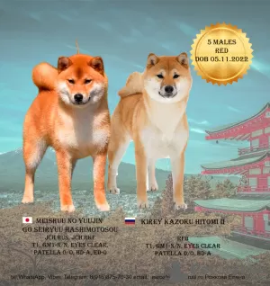 Photo №2 de l'annonce № 31228 de la vente shiba - acheter à Fédération de Russie éleveur