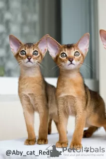 Photos supplémentaires: Chaton abyssin femelle - Maleficenta, couleur Rudy de la chatterie avec