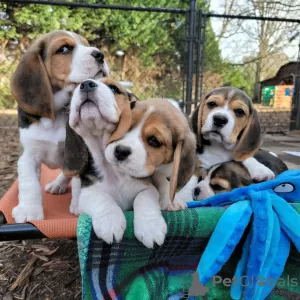 Photo №1. beagle - à vendre en ville de Regensburg | 414€ | Annonce №128482