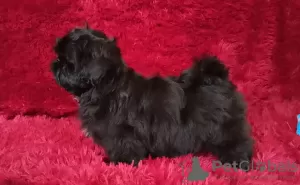 Photo №4. Je vais vendre shih tzu en ville de Долинская. éleveur - prix - négocié