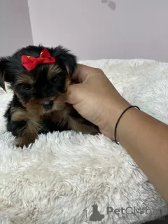 Photo №1. yorkshire terrier - à vendre en ville de Minsk | 281€ | Annonce №11568