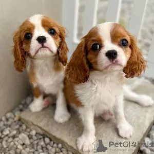 Photo №2 de l'annonce № 69130 de la vente cavalier king charles spaniel - acheter à La finlande 