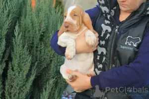 Photos supplémentaires: Chiots Bracco italiens