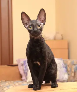 Photo №4. Je vais vendre cornish rex en ville de Moscou. de la fourrière - prix - 644€