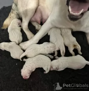 Photos supplémentaires: Superbes chiots labrador blanc