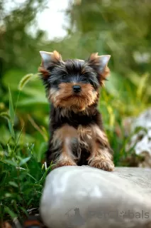 Photos supplémentaires: Je propose à la vente des chiots yorkshire terrier