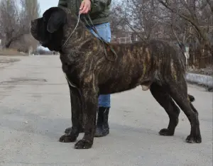 Photos supplémentaires: Chiots Mastiff Anglais