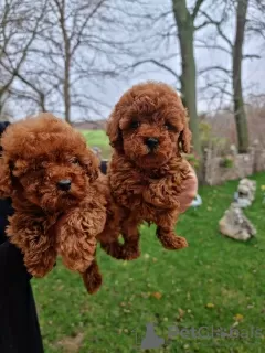 Photo №1. caniche (jouet) - à vendre en ville de Bamberg | 300€ | Annonce №66236