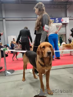 Photos supplémentaires: Chien courant polonais zkwp FCI